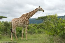 Giraffe (70 von 94).jpg